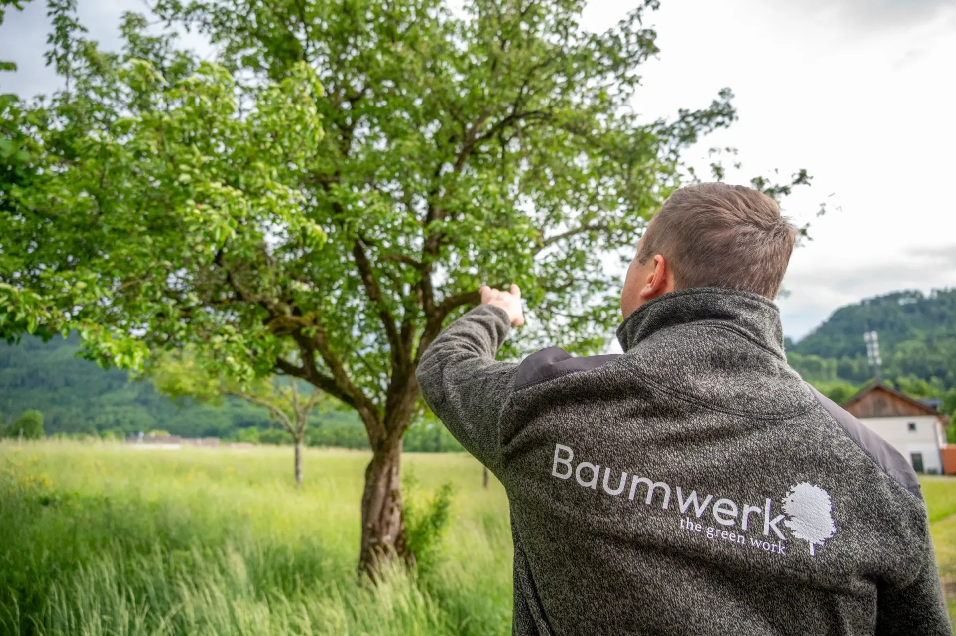 Baumkontrolle eines Obstbaumes